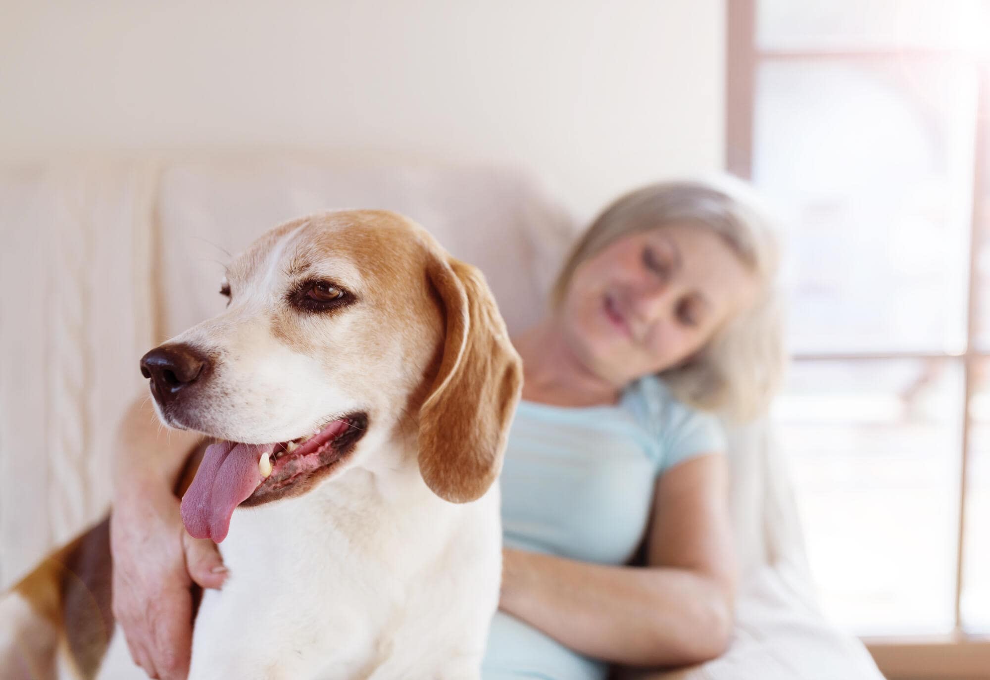 Pets in a Rental Property: Pet-Proofing Your Rental Home