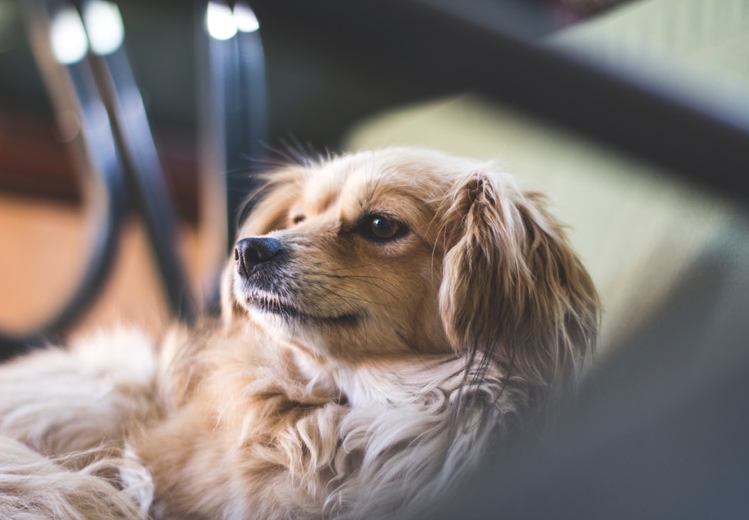 Pets in a Rental Property: Creating a Pet-Friendly Rental Agreement